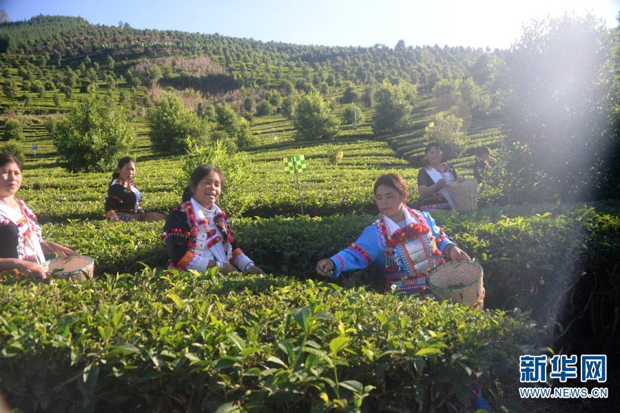 
南京市中医院黄牛代挂号电话票贩子号贩子网上预约挂号,住院检查加快,“中国茶”申遗成功！云南德昂族酸茶了解一下？