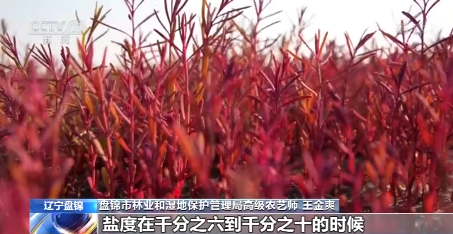 
中国中医科学院广安门医院黄牛代挂号电话票贩子号贩子网上预约挂号,住院检查加快,“地球之肾” 有多重要？一起来了解神奇的湿地→