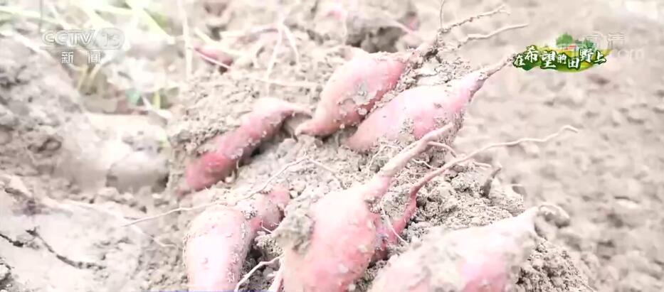 
上海仁济医院黄牛挂号电话,住院检查加快在希望的田野上 | 优化粮食品种 丰富百姓餐桌