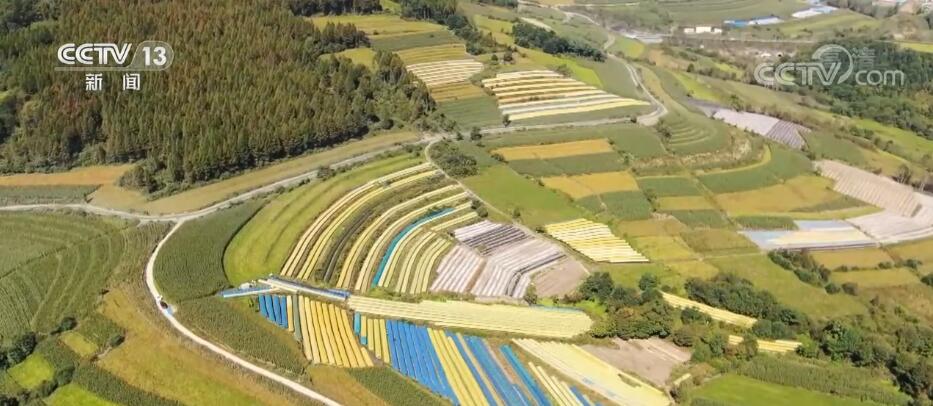 
北京朝阳医院黄牛挂号电话,住院检查加快在希望的田野上 | 吉林抚松人参喜获丰收 深加工带动产业兴旺
