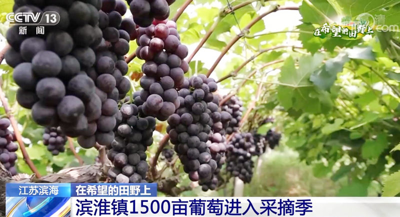
中国中医科学院眼科医院黄牛代挂号电话票贩子号贩子网上预约挂号,住院检查加快,在希望的田野上 | 江苏滨海滨淮镇1500亩葡萄进入采摘季