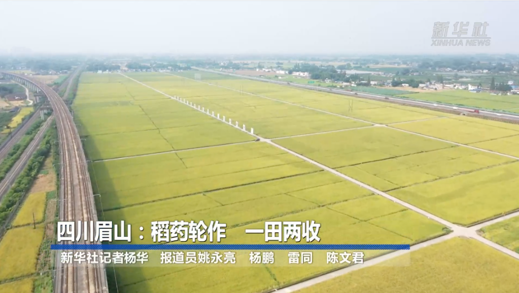
广东省人民医院黄牛代挂号电话票贩子号贩子网上预约挂号,住院检查加快,四川眉山：稻药轮作 一田两收