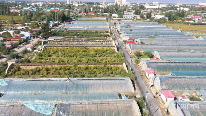 
上海肿瘤医院黄牛代挂号电话票贩子号贩子网上预约挂号,住院检查加快,县域“新”貌|新疆巩留：大棚蔬菜种出致富好“钱”景