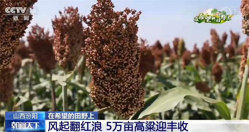 
北京西苑医院黄牛代挂号电话票贩子号贩子网上预约挂号,住院检查加快,在希望的田野上 | 风起翻红浪 山西汾阳5万亩高粱迎丰收