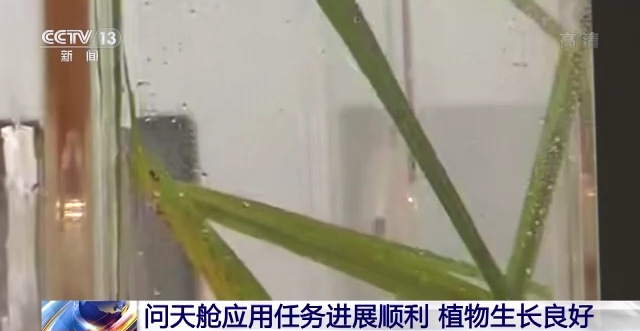 
成都华西医院黄牛挂号,住院检查加快问天舱应用任务进展顺利 植物生长良好
