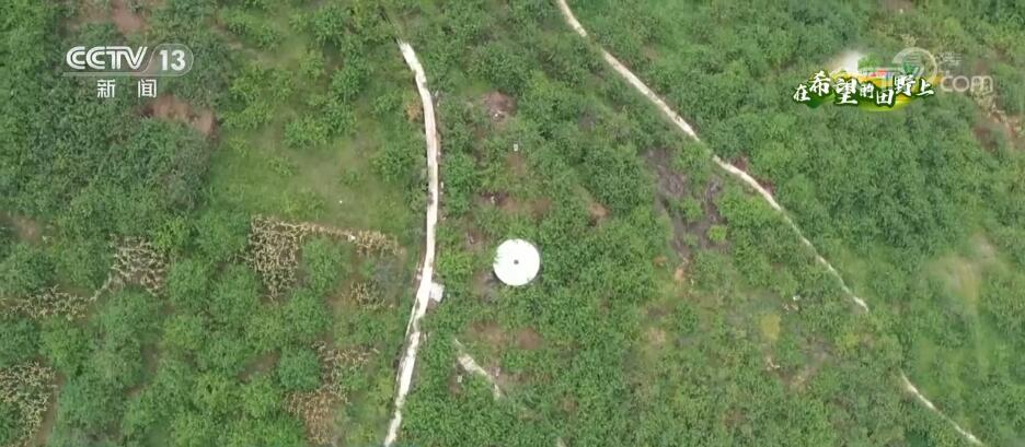 
北京302医院黄牛代挂号电话票贩子号贩子网上预约挂号,住院检查加快,在希望的田野上 | 青花椒飘香迎丰收 农户安家致富奔小康