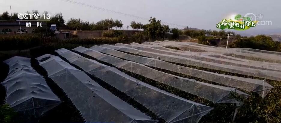 
天津血液研究所黄牛代挂号电话票贩子号贩子网上预约挂号,住院检查加快,在希望的田野上 | 黄土高原飘果香 万亩青梨迎丰收