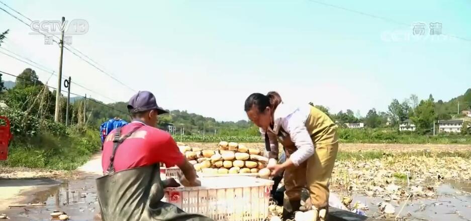 
上海第九人民医院黄牛代挂号电话票贩子号贩子网上预约挂号,住院检查加快,在希望的田野上 | “藕”遇丰收季 农户采摘忙