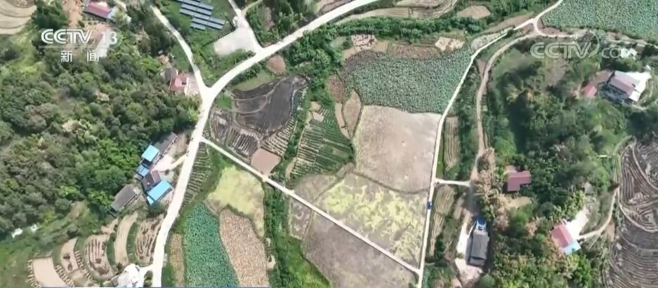
上海第九人民医院黄牛代挂号电话票贩子号贩子网上预约挂号,住院检查加快,在希望的田野上 | “藕”遇丰收季 农户采摘忙