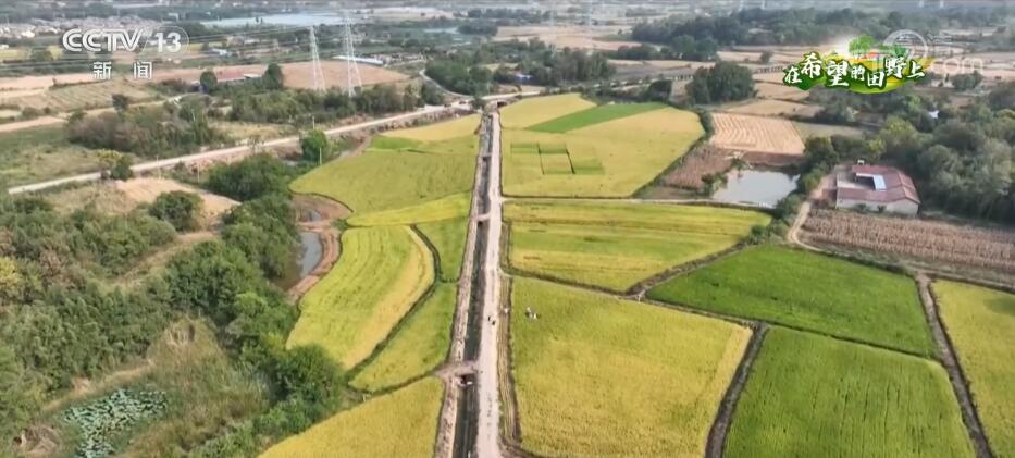
西安各大医院黄牛代挂号电话票贩子号贩子网上预约挂号,住院检查加快,在希望的田野上 | 湖北秋收开镰 各地多举措保增产增收