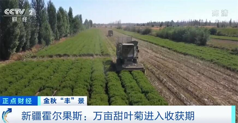 
北京同仁医院黄牛代挂号电话票贩子号贩子网上预约挂号,住院检查加快,在希望的田野上 | 新疆霍尔果斯万亩甜叶菊喜迎丰收