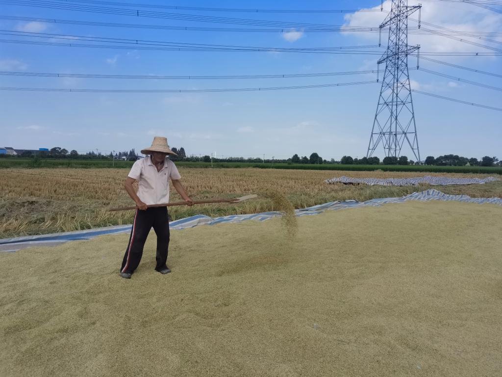 
广州儿童医院黄牛代挂号电话票贩子号贩子网上预约挂号,住院检查加快,中国农民丰收节丨良法多打粮 良种种好粮——安徽秋收一线见闻