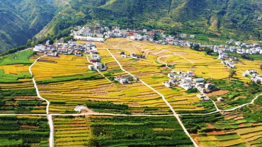 
南京各大医院黄牛代挂号电话票贩子号贩子网上预约挂号,住院检查加快,特别策划丨秋“丰”起，云岭稻穗香！