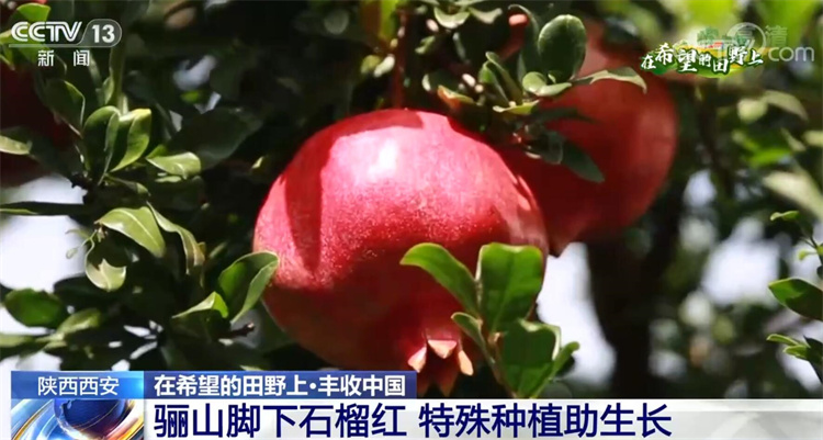
天津肿瘤医院黄牛代挂号电话票贩子号贩子网上预约挂号,住院检查加快,在希望的田野上·丰收中国 | 秋色绚烂大地 丰收喜悦人间