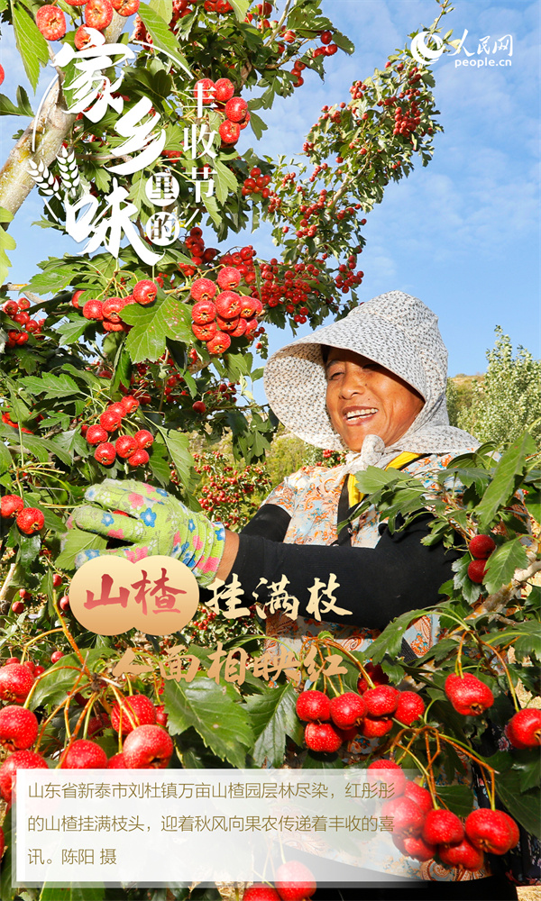 
广东省人民医院黄牛代挂号电话票贩子号贩子网上预约挂号,住院检查加快,“秋实”阵阵香 “丰景”美如画