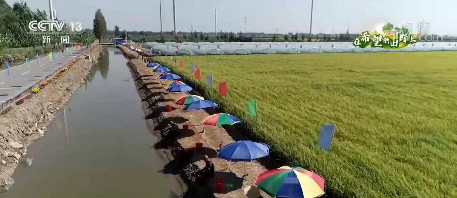
北京大学第六医院黄牛代挂号电话票贩子号贩子网上预约挂号,住院检查加快,在希望的田野上 | 50多万亩稻田蟹喜获丰收 农民多渠道增收致富