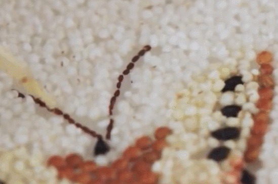 北大第一医院黄牛代挂号电话票贩子号贩子网上预约挂号,住院检查加快,今日主角 | 他们用五谷拼出了丰收的模样