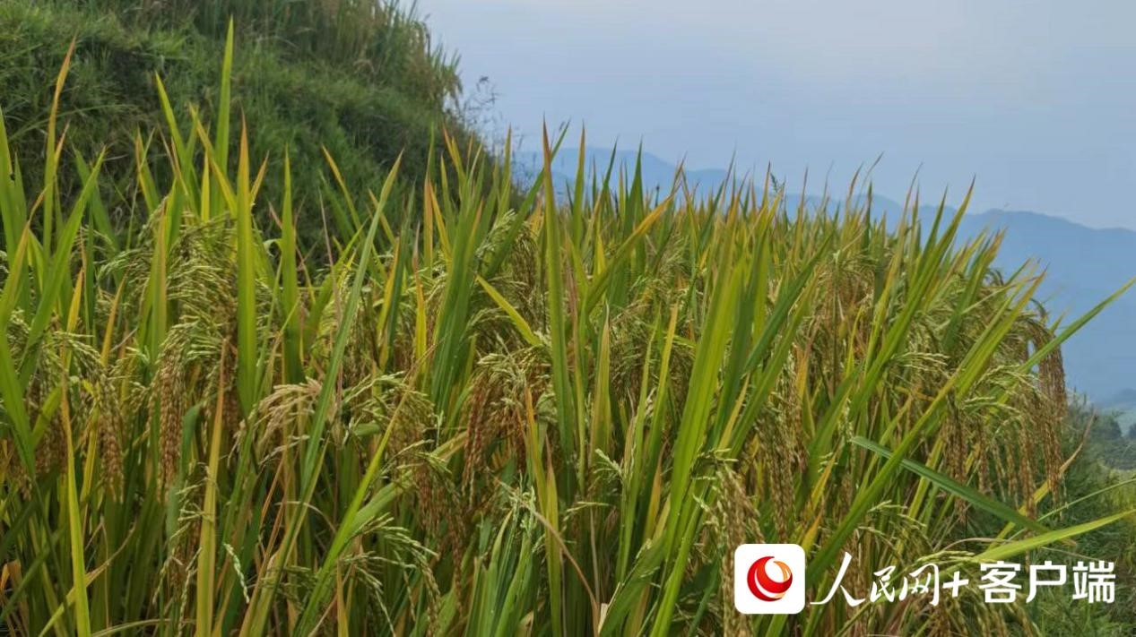 
天津肿瘤医院黄牛代挂号电话票贩子号贩子网上预约挂号,住院检查加快,【美丽中国·网络媒体生态行】广西龙胜：梯田画“丰”景