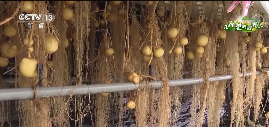 
代挂姜玉武的号黄牛代挂号电话票贩子号贩子网上预约挂号,住院检查加快,在希望的田野上 | 个头小技术含量高 探秘马铃薯原原种种植基地