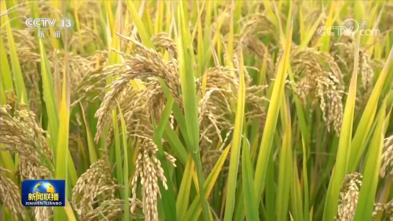 
中国中医科学院广安门医院黄牛代挂号电话票贩子号贩子网上预约挂号,住院检查加快,【在希望的田野上】稻菽飘香 各地丰收忙