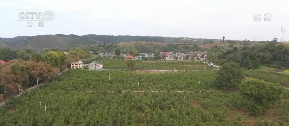 
广州各大医院黄牛代挂号电话票贩子号贩子网上预约挂号,住院检查加快,在希望的田野上 | 千亩红仁核桃喜获丰收 小核桃成“富民果”