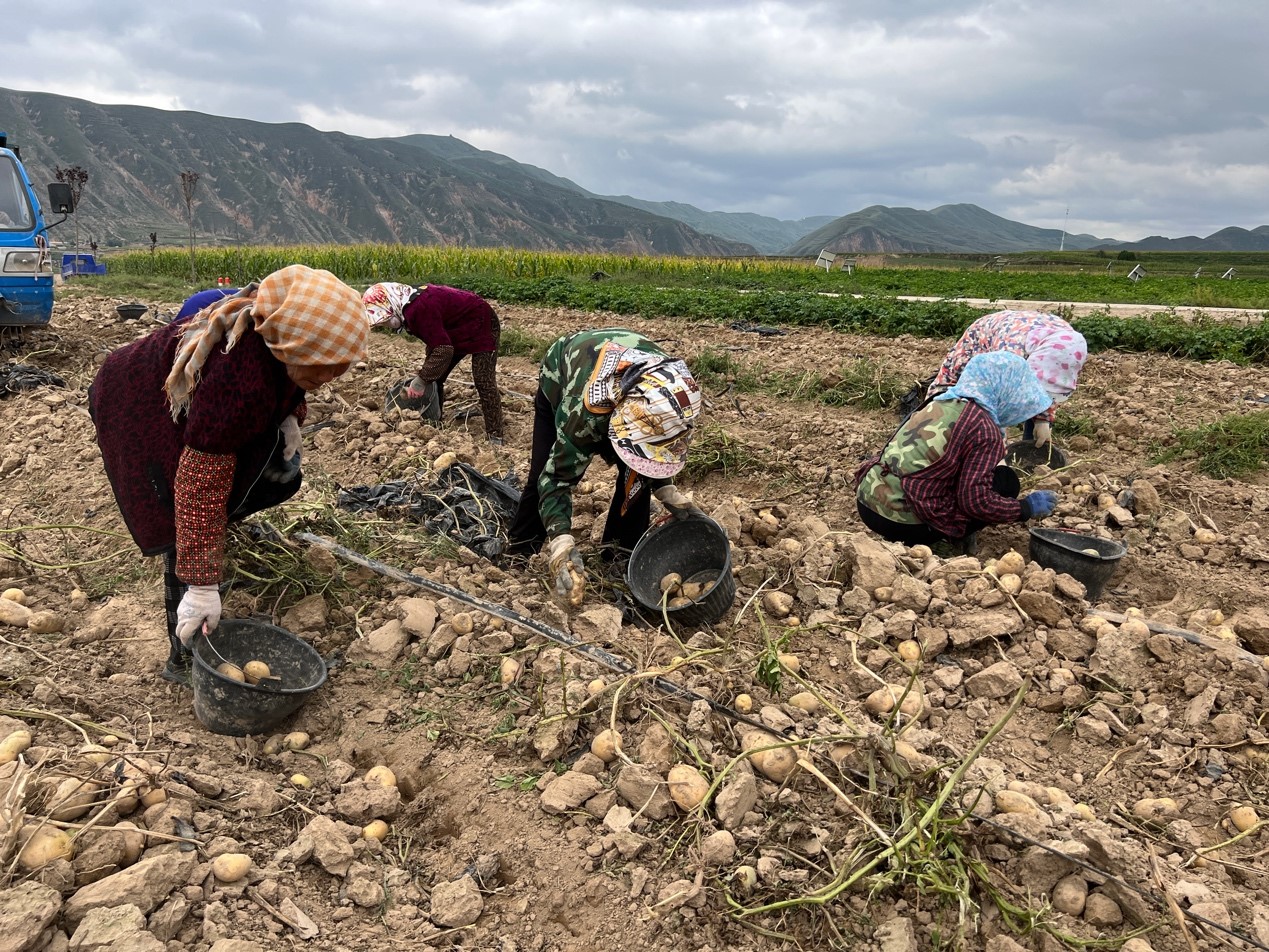 
杭州市一医院黄牛代挂号电话票贩子号贩子网上预约挂号,住院检查加快,丰收季丨李聚东和他的3.0版马铃薯