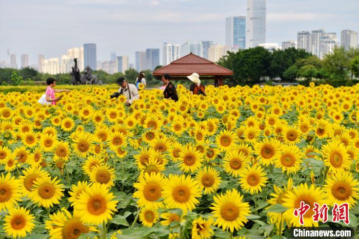 
杭州市儿童医院黄牛代挂号电话票贩子号贩子网上预约挂号,住院检查加快,福州：“向日葵花海”盛放