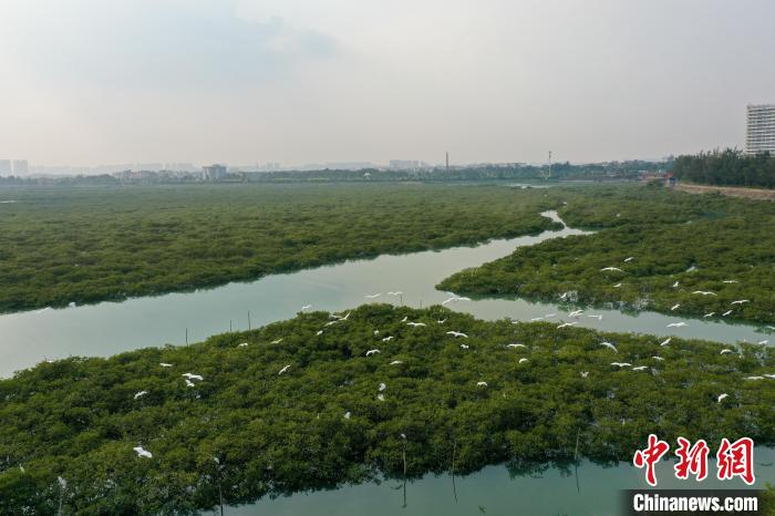 
天津各大医院黄牛代挂号电话票贩子号贩子网上预约挂号,住院检查加快,【美丽中国·网络媒体生态行】广西北海金海湾红树林 “海上森林”白鹭飞舞