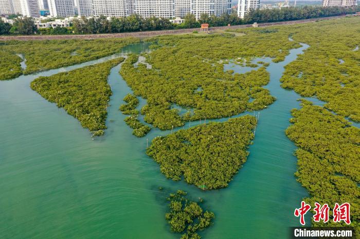 
天津各大医院黄牛代挂号电话票贩子号贩子网上预约挂号,住院检查加快,【美丽中国·网络媒体生态行】广西北海金海湾红树林 “海上森林”白鹭飞舞