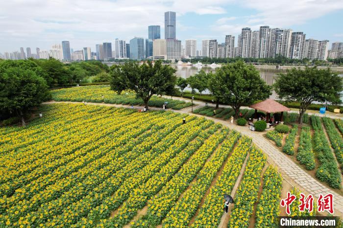 
杭州市儿童医院黄牛代挂号电话票贩子号贩子网上预约挂号,住院检查加快,福州：“向日葵花海”盛放