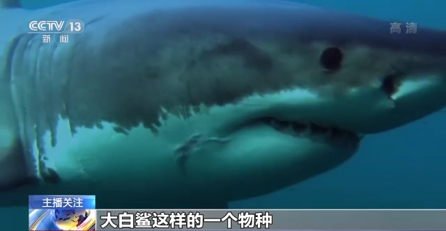 
东部战区总医院黄牛票贩子代挂号,住院检查加快流量至上催生猎奇式吃播，多管齐下如何刹住“吃奇”之风？