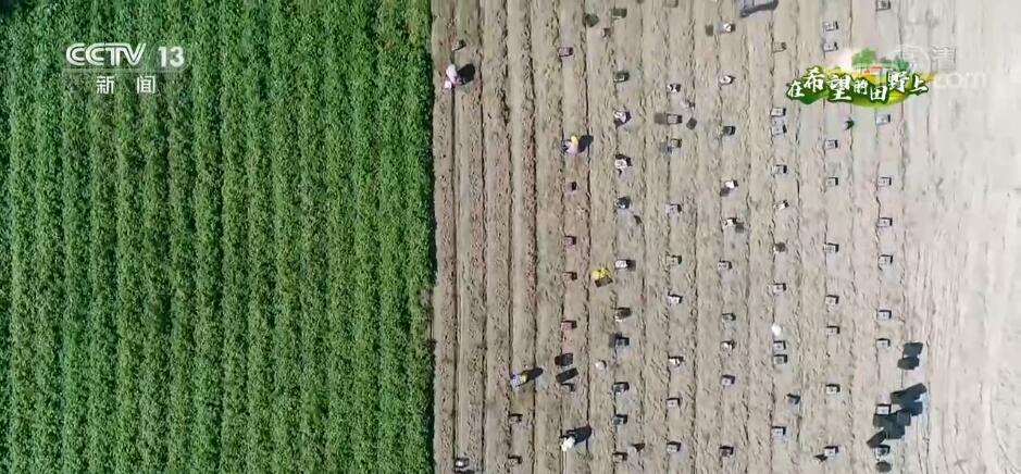 
北京各大医院黄牛挂号电话,住院检查加快在希望的田野上 | 高效节水灌溉 福建平潭甘薯迎来好收成