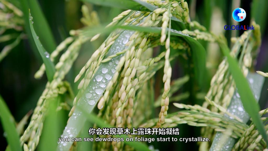 
上海儿童医院挂号黄牛,住院检查加快全球连线｜四季中国之白露：寒生露凝