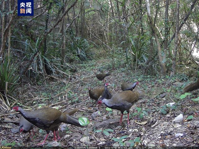
杭州市七医院黄牛代挂号电话票贩子号贩子网上预约挂号,住院检查加快,广东东莞首次在野外监测到珍稀鸟类白鹇种群