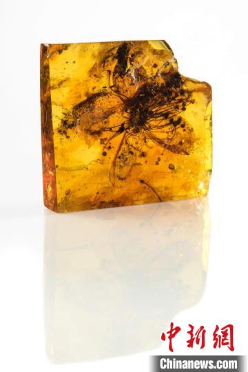 
北京西苑医院黄牛代挂号电话票贩子号贩子网上预约挂号,住院检查加快,国际最新研究发现最大化石花 距今近4000万年保存于琥珀