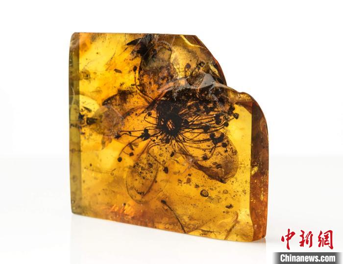 
北京西苑医院黄牛代挂号电话票贩子号贩子网上预约挂号,住院检查加快,国际最新研究发现最大化石花 距今近4000万年保存于琥珀