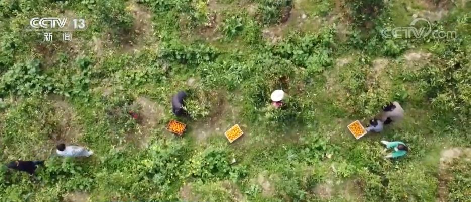 
杭州市三医院黄牛代挂号电话票贩子号贩子网上预约挂号,住院检查加快,我国林业产业总产值达8.04万亿元 新兴产业蓬勃发展