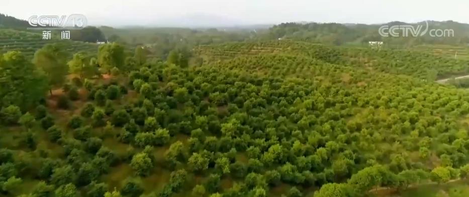 
杭州市三医院黄牛代挂号电话票贩子号贩子网上预约挂号,住院检查加快,我国林业产业总产值达8.04万亿元 新兴产业蓬勃发展