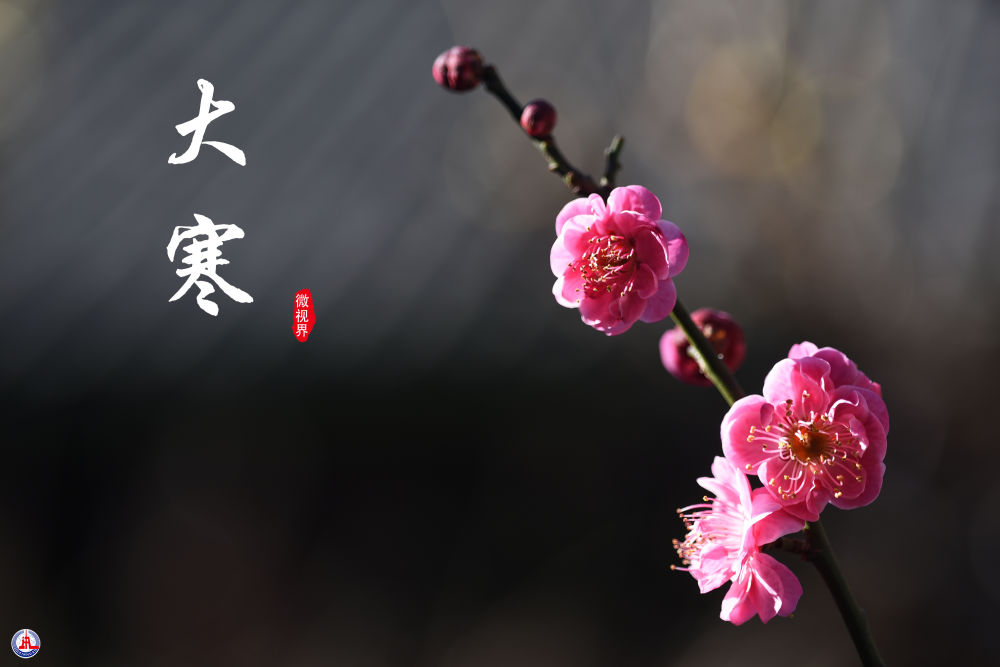 
中山一院黄牛代挂号电话票贩子号贩子网上预约挂号,住院检查加快,微视界 | 大寒：寒气逆极时 温暖团圆日