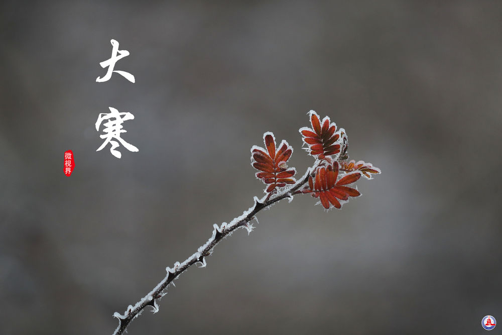 
中山一院黄牛代挂号电话票贩子号贩子网上预约挂号,住院检查加快,微视界 | 大寒：寒气逆极时 温暖团圆日