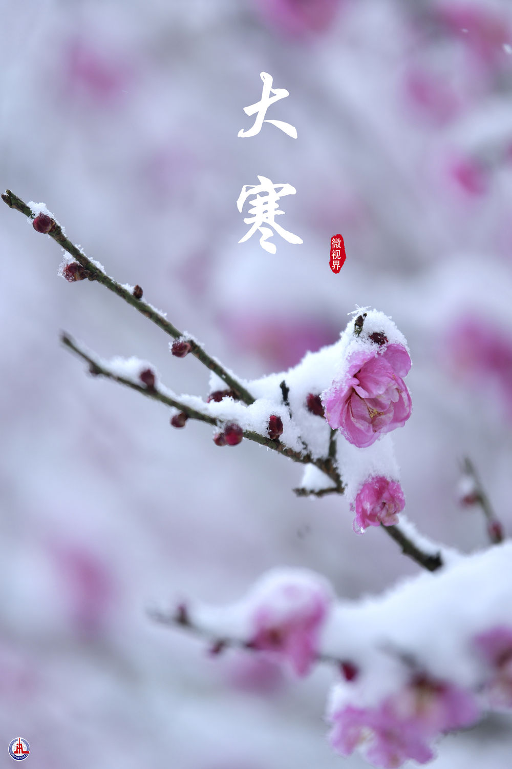 
中山一院黄牛代挂号电话票贩子号贩子网上预约挂号,住院检查加快,微视界 | 大寒：寒气逆极时 温暖团圆日