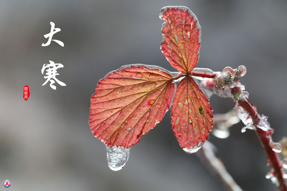 
中山一院黄牛代挂号电话票贩子号贩子网上预约挂号,住院检查加快,微视界 | 大寒：寒气逆极时 温暖团圆日