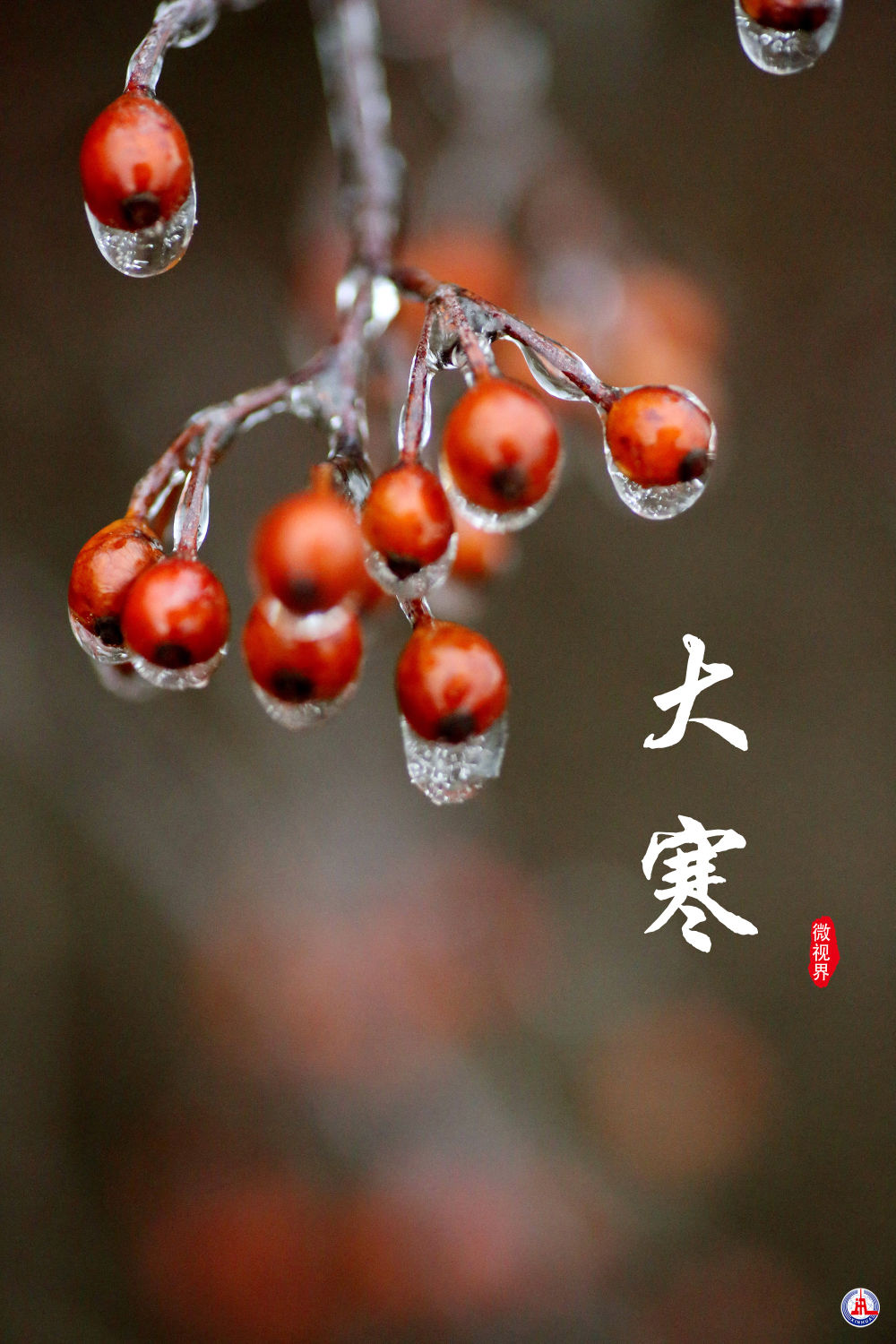 
中山一院黄牛代挂号电话票贩子号贩子网上预约挂号,住院检查加快,微视界 | 大寒：寒气逆极时 温暖团圆日