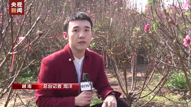 
北京安定医院黄牛代挂号电话票贩子号贩子网上预约挂号,住院检查加快,桃花争艳春意闹 新衣鲜粽 越南年味浓