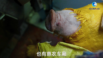 
沈阳医大一院黄牛代挂号电话票贩子号贩子网上预约挂号,住院检查加快,全球连线｜“没有落下每一个人”！俄罗斯姑娘“慢火车”上感受中国式温暖