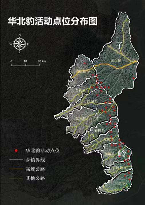 
北京同仁医院黄牛代挂号电话票贩子号贩子网上预约挂号,住院检查加快,“大猫”出没 甘肃子午岭林区华北豹野生种群数量年增长率达15.38%