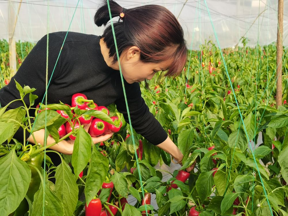 
江苏省肿瘤医院黄牛代挂号电话票贩子号贩子网上预约挂号,住院检查加快,南方多地气温创新低 各地启动应急全力保障生产生活