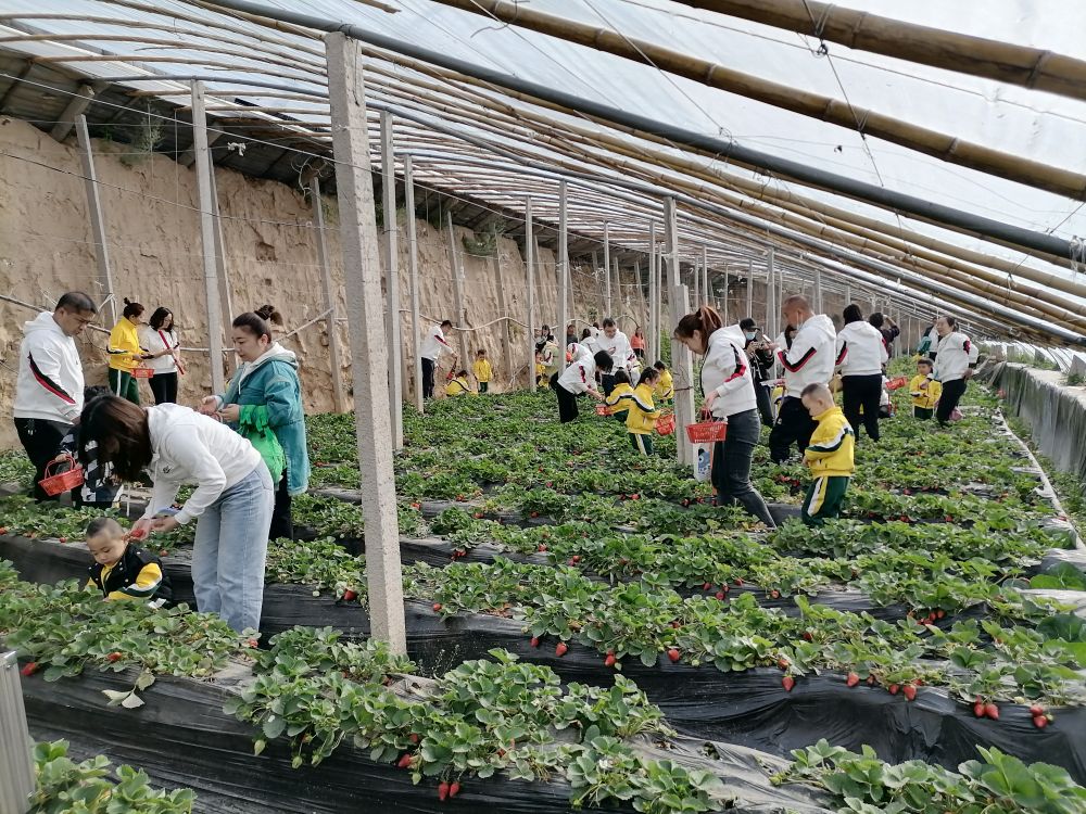 
北大口腔医院黄牛代挂号电话票贩子号贩子网上预约挂号,住院检查加快,大棚里的丰收年