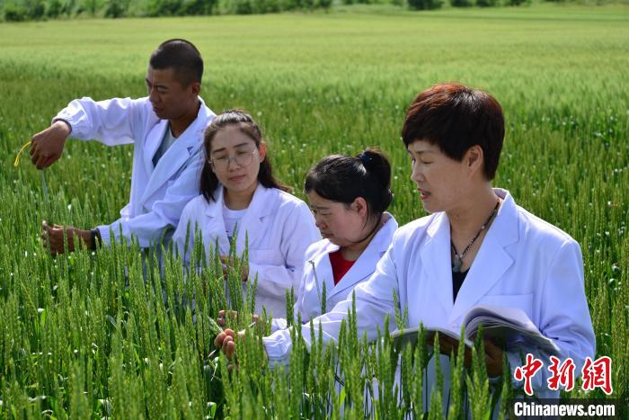 
首都医科大学附属天坛医院黄牛代挂号电话票贩子号贩子网上预约挂号,住院检查加快,20余年候鸟式育种：北疆麦田守望者的种子梦