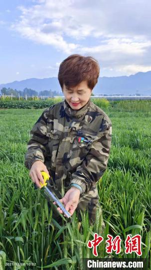 
首都医科大学附属天坛医院黄牛代挂号电话票贩子号贩子网上预约挂号,住院检查加快,20余年候鸟式育种：北疆麦田守望者的种子梦